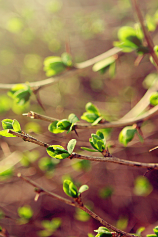 spring, макро, зелень, листья, весна, ветки