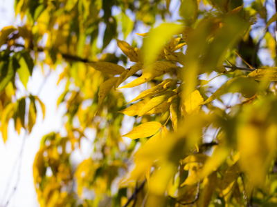 осень, листья, желтый, дерево