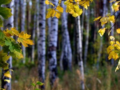 ветка, лес, листья, осень