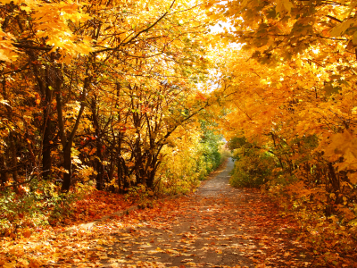 дорожка, листья, осень