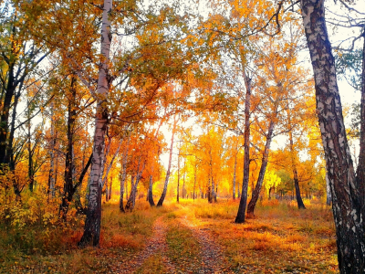 вечер, омск, березы, парк, осень