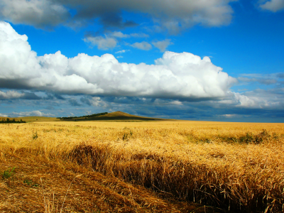 пейзаж, поле, пшеница, золото, песнь, жаворонок, небо, август, сентябрь, кустанай, астана