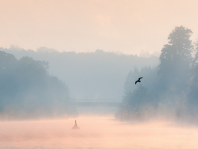 туман, утро, пейзаж, озеро, птица