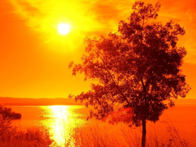 оранжевый, вода, закат, дерево, солнце