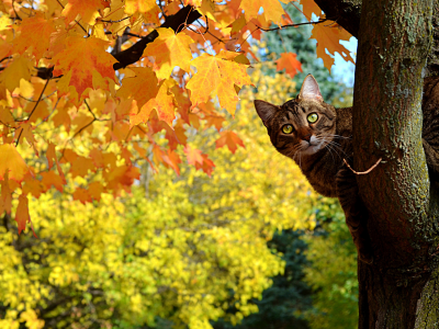 клен, кот, котэ, листья, дерево, осень