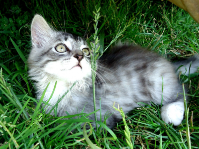 лежит, котенок, зелень, трава, серый