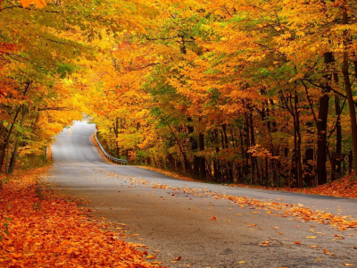 желтая листва, дорога, лес, осень
