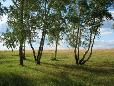 лето, акмола, природа, колка, береза, кокшетау, зеленый, каракалпак