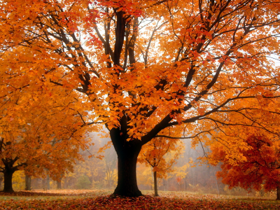 осень, пейзаж, дерево