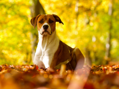 осень, природа, собака