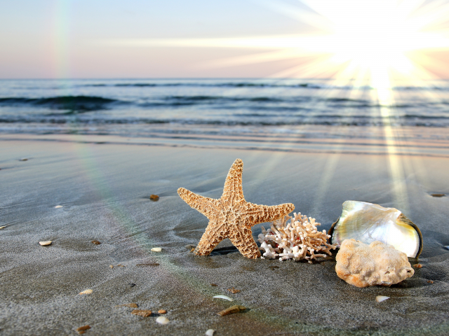 раковины, море, звезда, солнце, песок