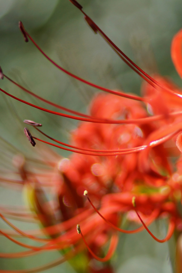 lycoris, radiata, цветок, красный, макро