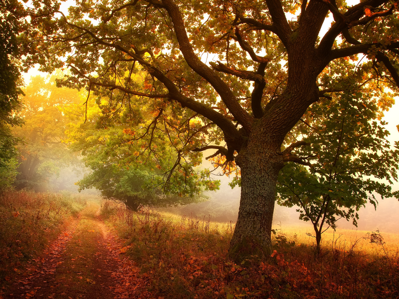 осень, дерево, дорога, природа