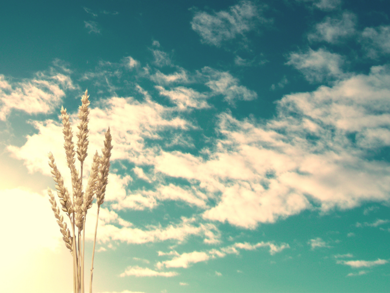 колосья, clouds, wheat, небо, природа, sunlight