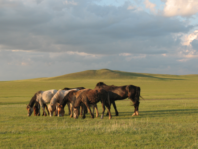 лошадь, конь, табун, степь, алатау, казахстан, алматы, чарын, аксу, кобыла
