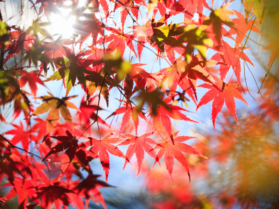листья, дерево, клен, красные, осень