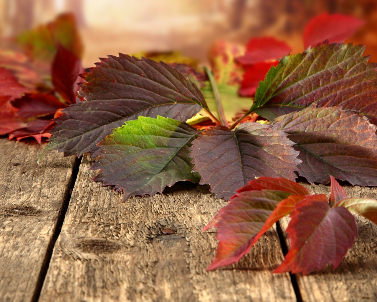 листья, природа, осень, доски