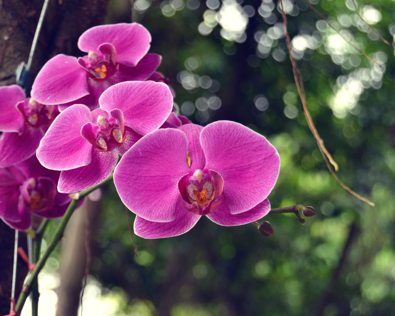 орхидеи, боке, дерево, цветки, ветка