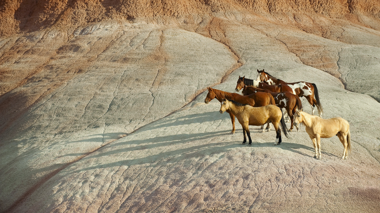 horses, herd of horses, mountain