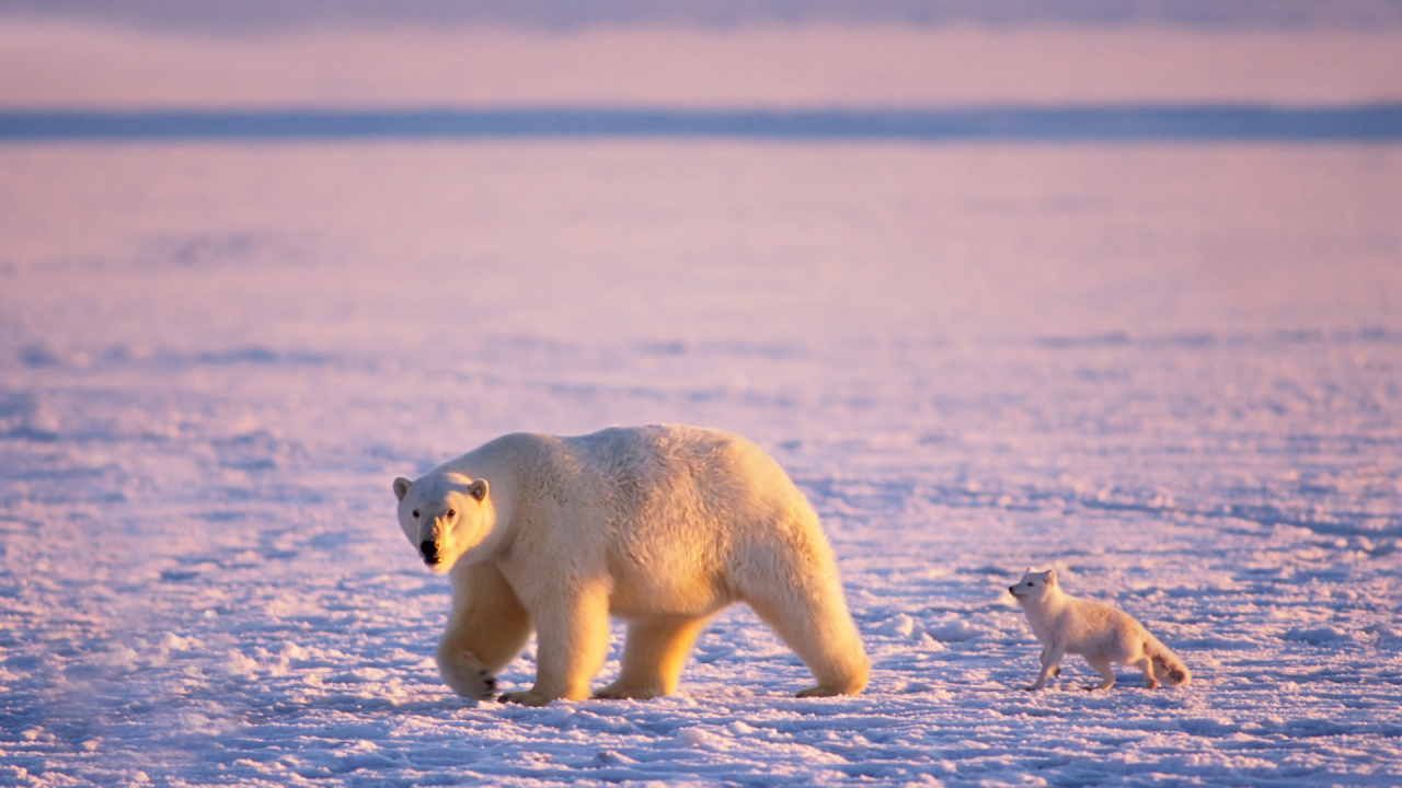 Белый медведь, песец, зима, Антарктида.