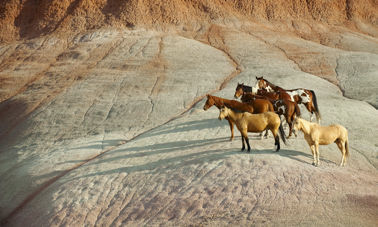 horses, herd of horses, mountain