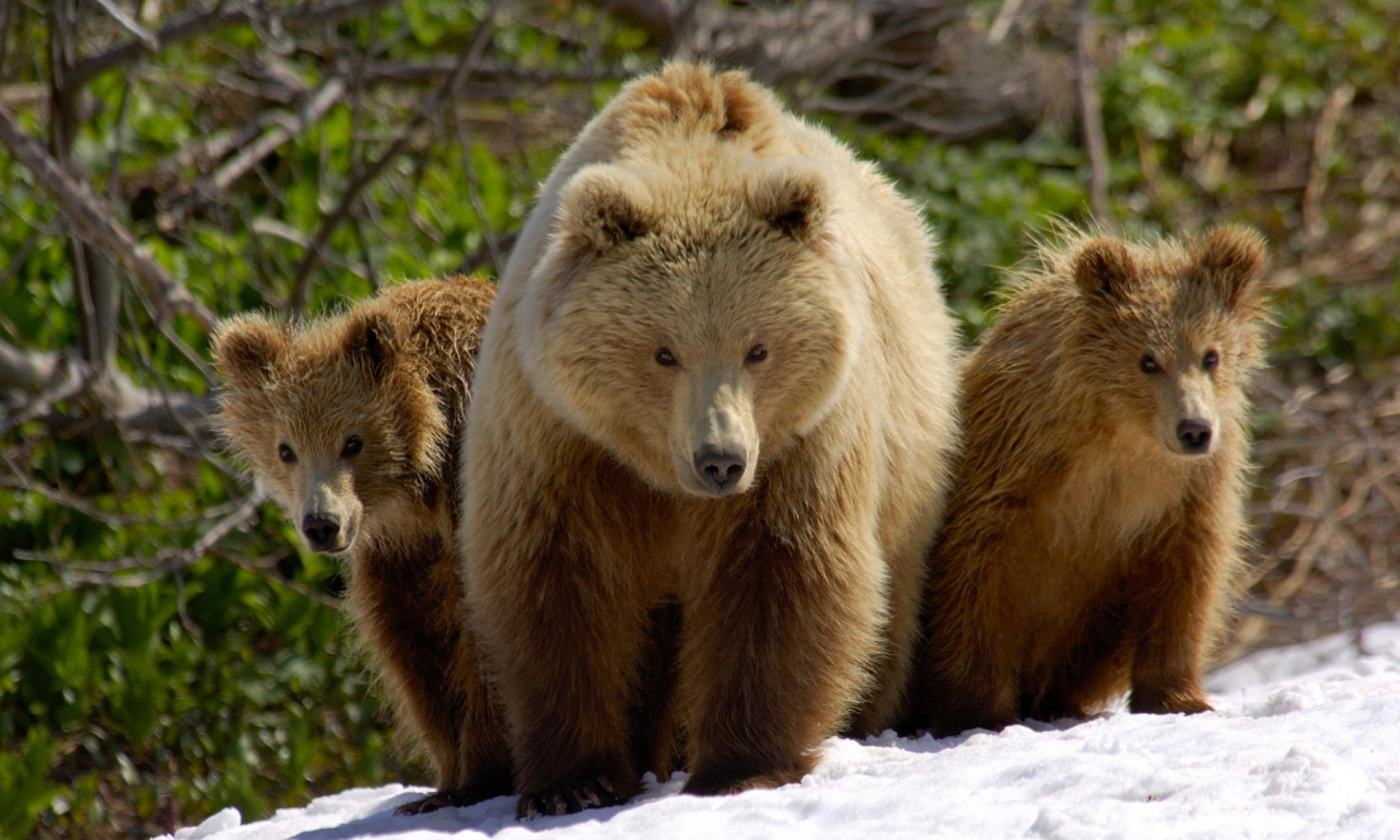 Медвежата, Братья, Три медведя