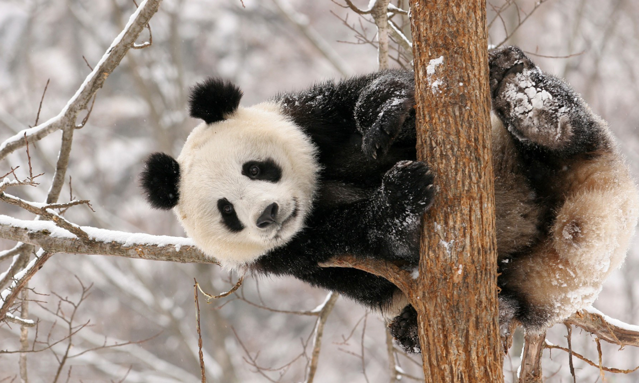 Панда, зима, дерево.