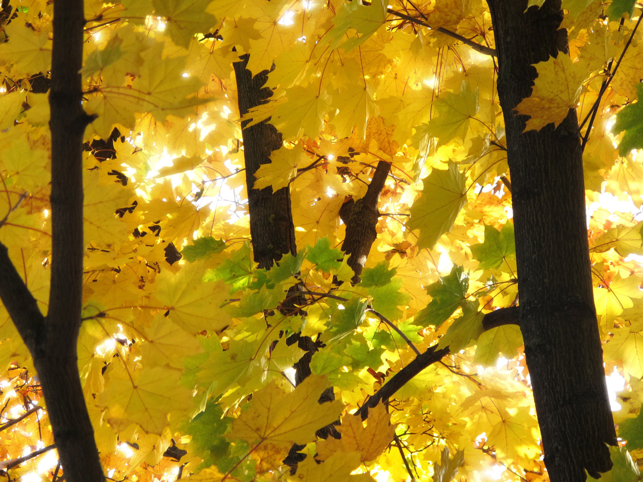 осень, листья, желтые листья, дерево