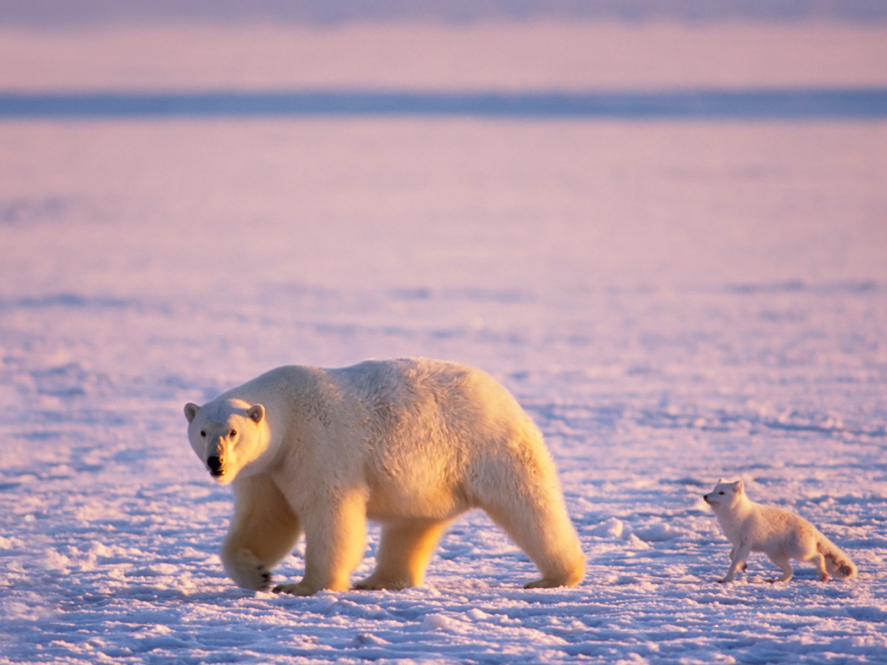 Белый медведь, песец, зима, Антарктида.