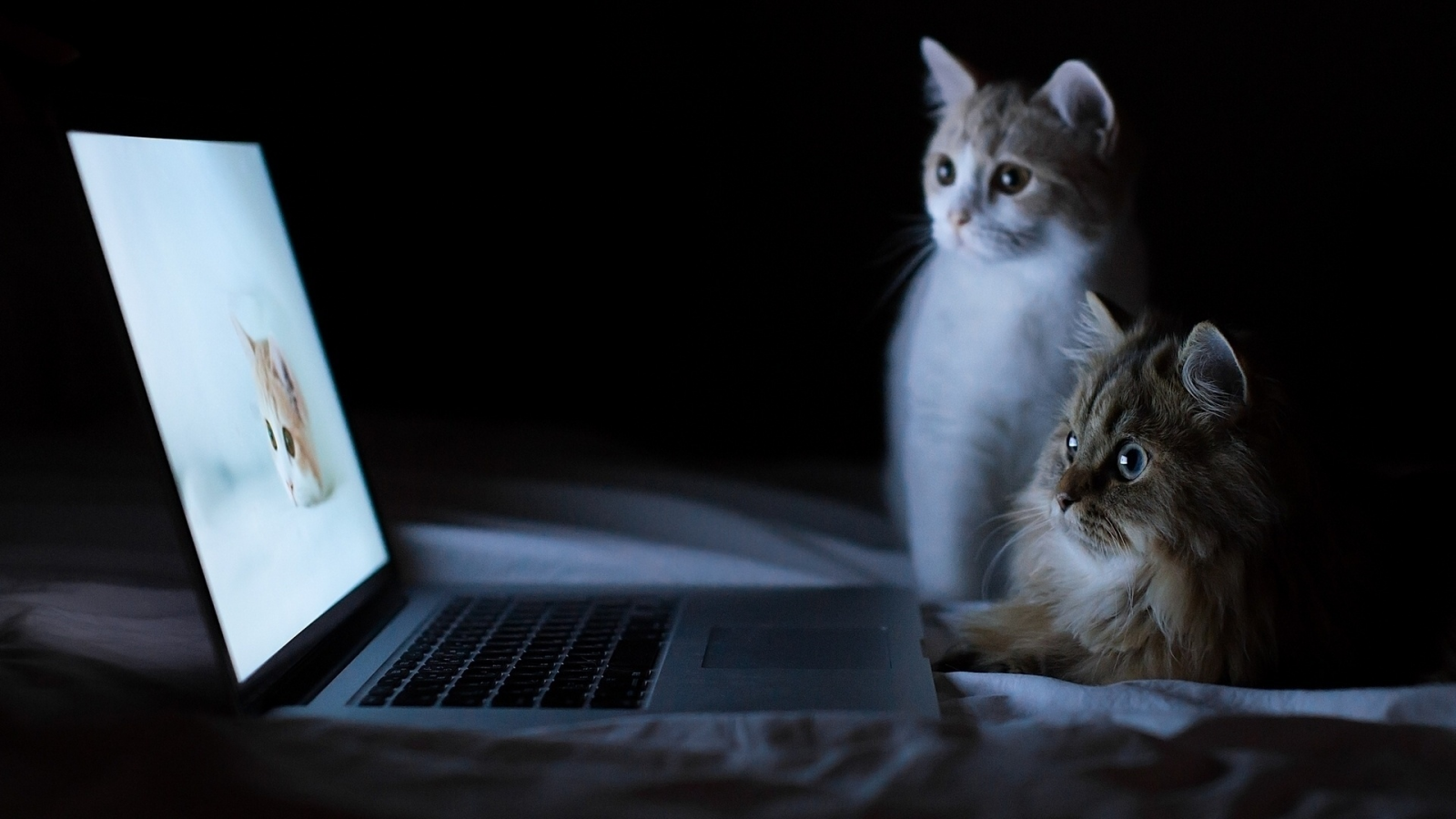 ноутбук, кошки, ночь