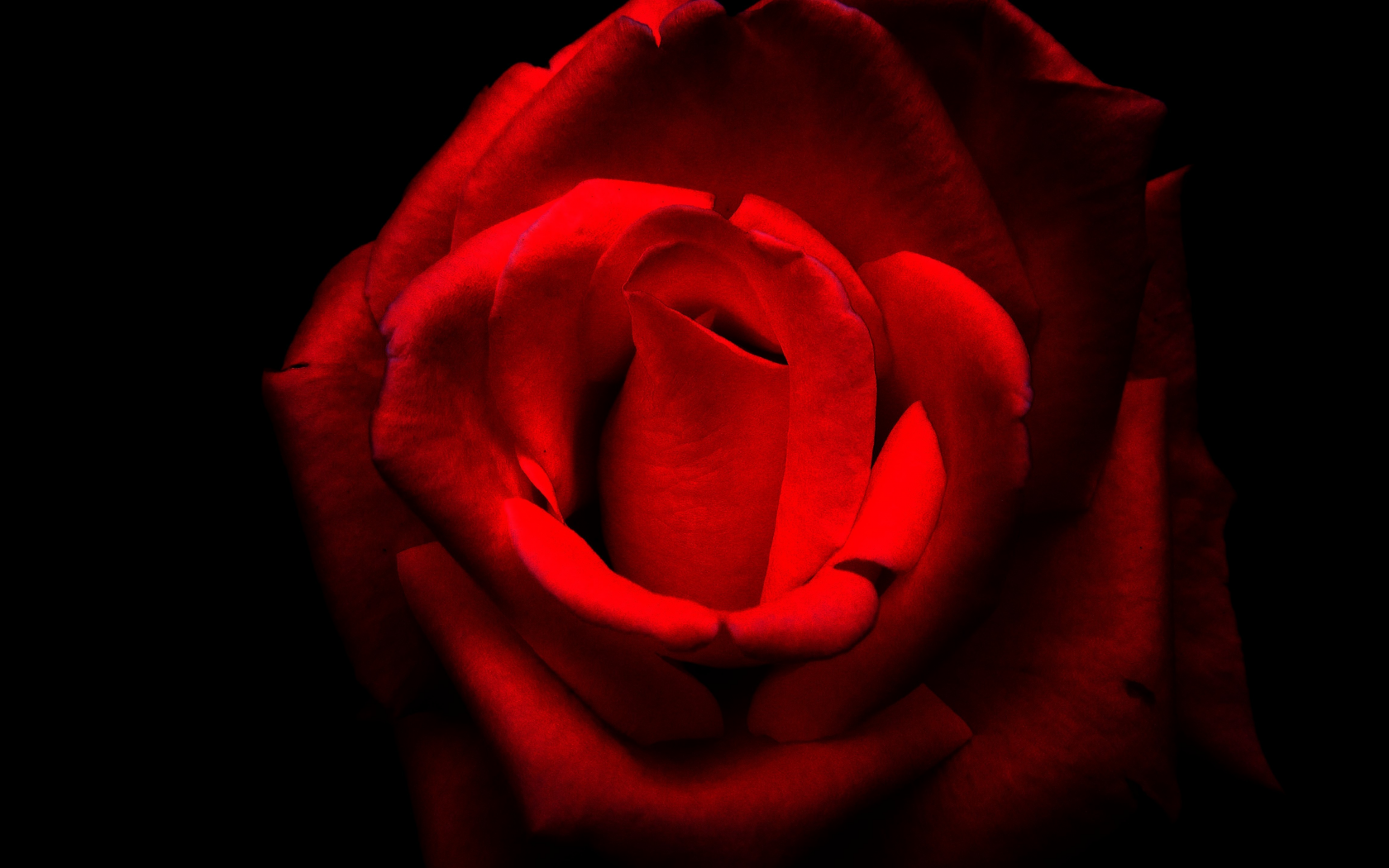 красная, роза, темнота, алая, лепестки
