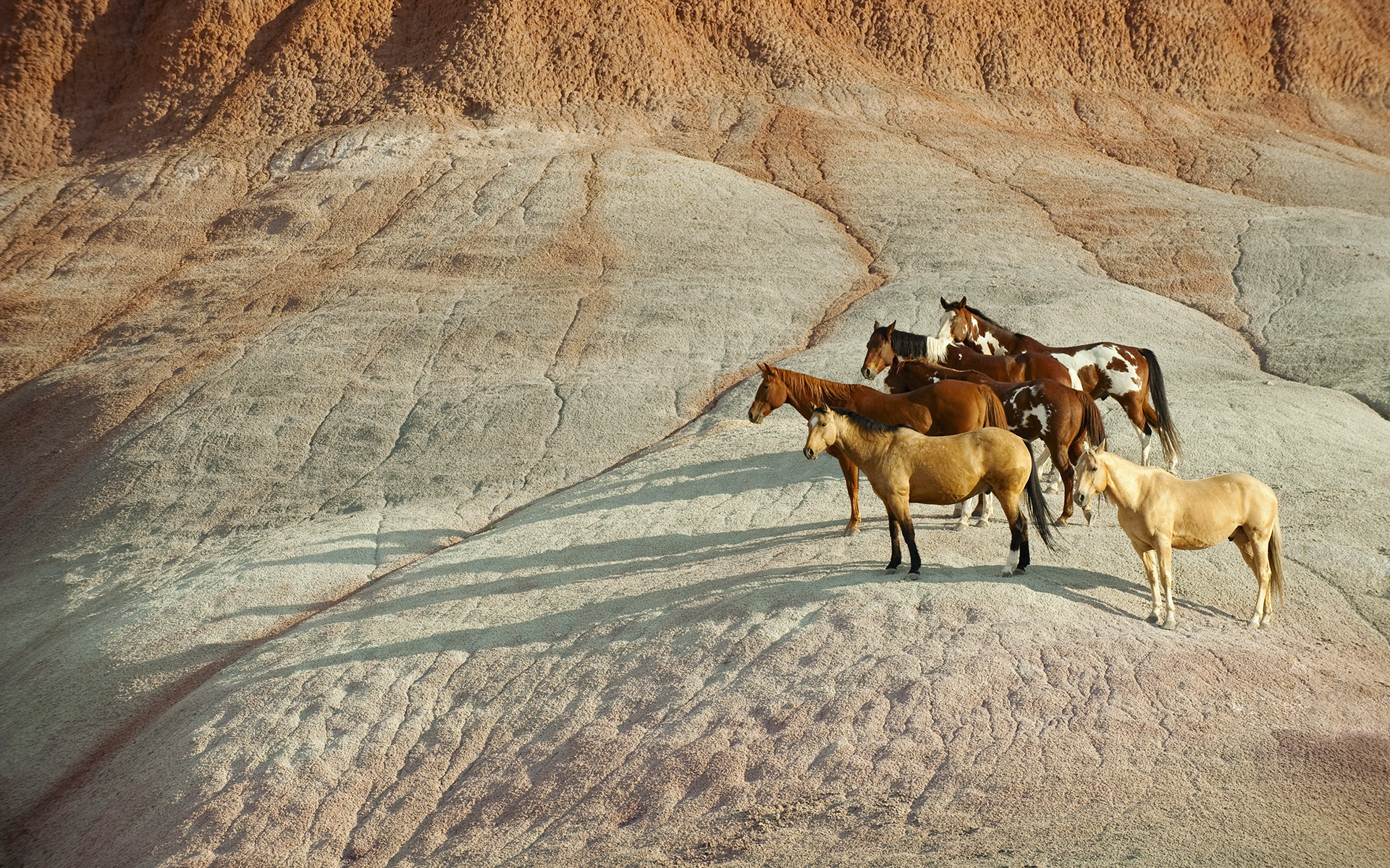 horses, herd of horses, mountain