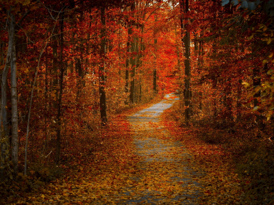 осень, дорога, природа