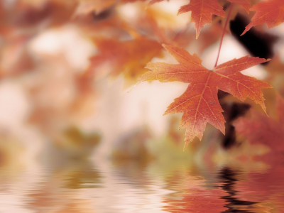 macro, листья, вода, осень, природа