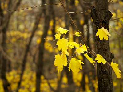 ветка, деревья, листья, осень