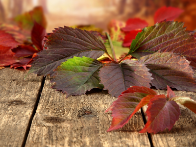 листья, природа, осень, доски