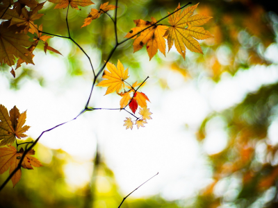 природа, осень, листья