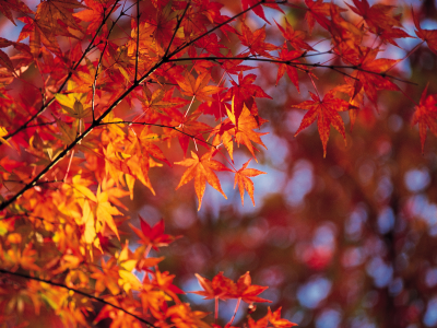 листья, осень, ветка, яркость