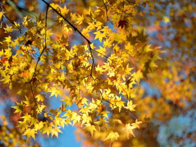 жёлтые, макро, листья, дерево