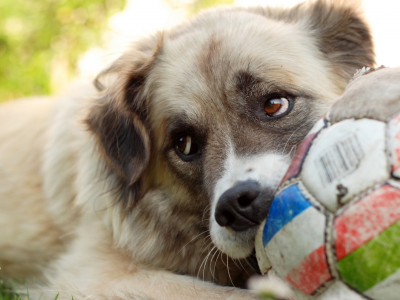 собака, игра, мяч