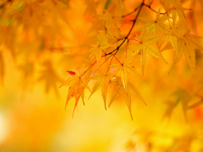 листья, желтые, осень, клен, дерево