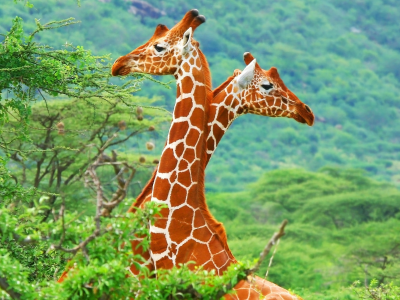 саванна, жирафы, африка