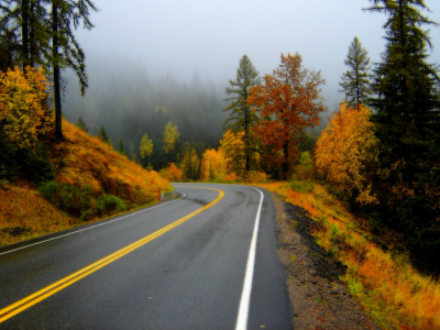 лес, осень, дорога, туман