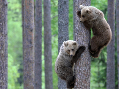 медведи, деревя