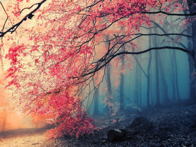 осень, туман, деревья, лес