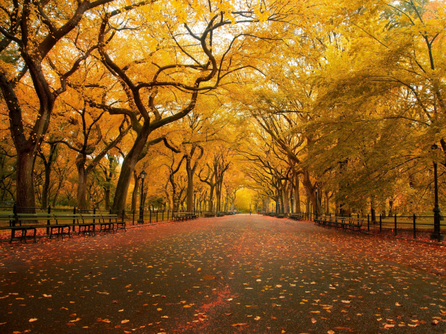 осень, деревья, желтые, листья