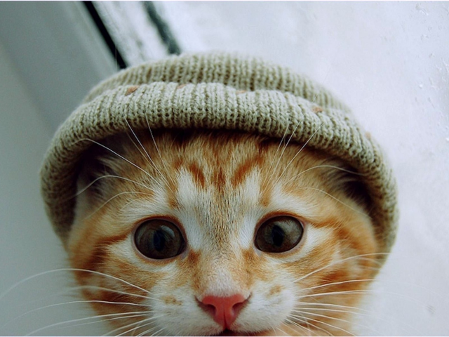 шапка, взгляд, котенок