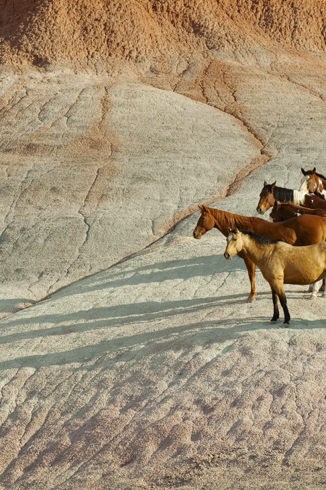 horses, herd of horses, mountain