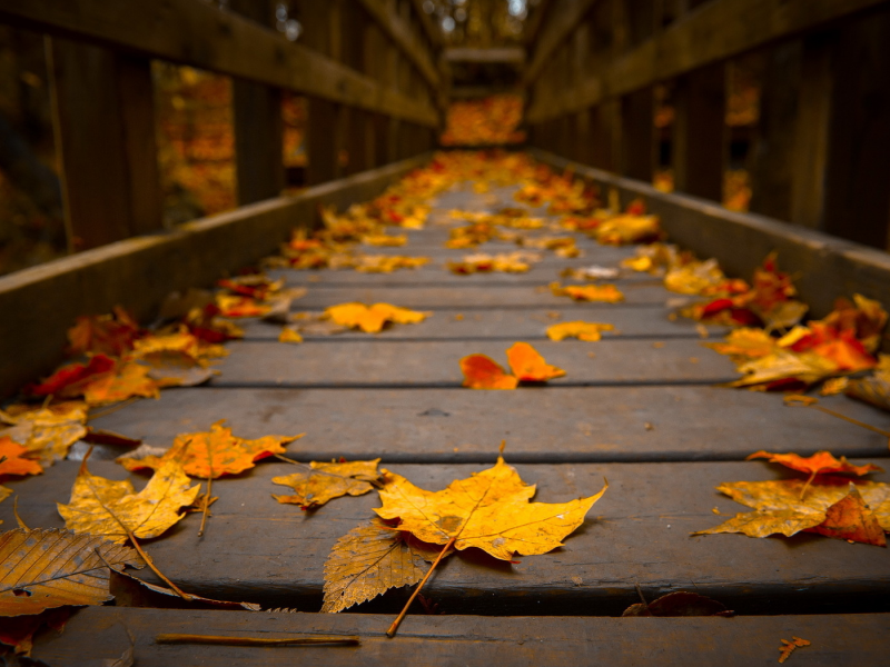 осень, листья, мост