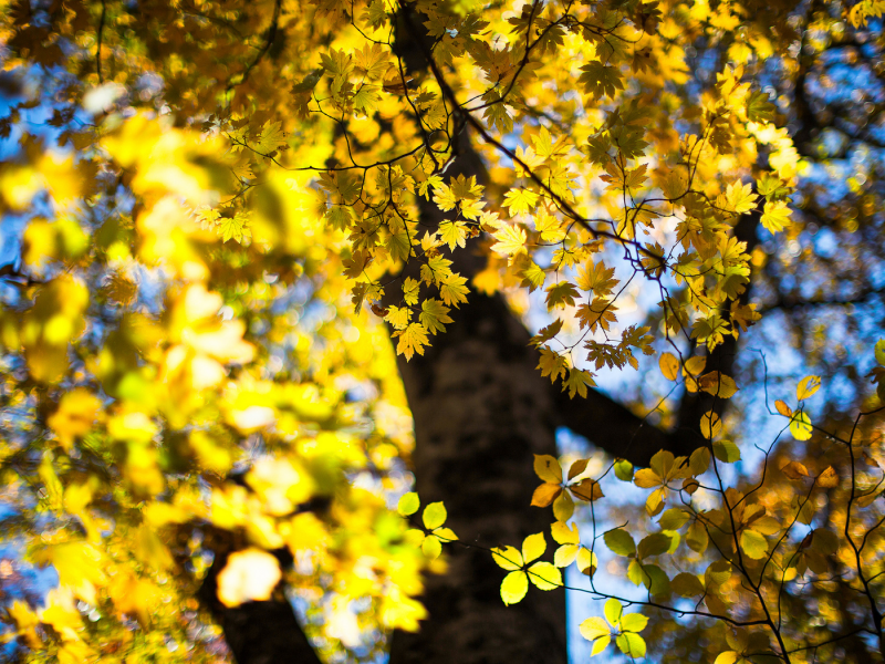 боке, дерево, листья, осень, october